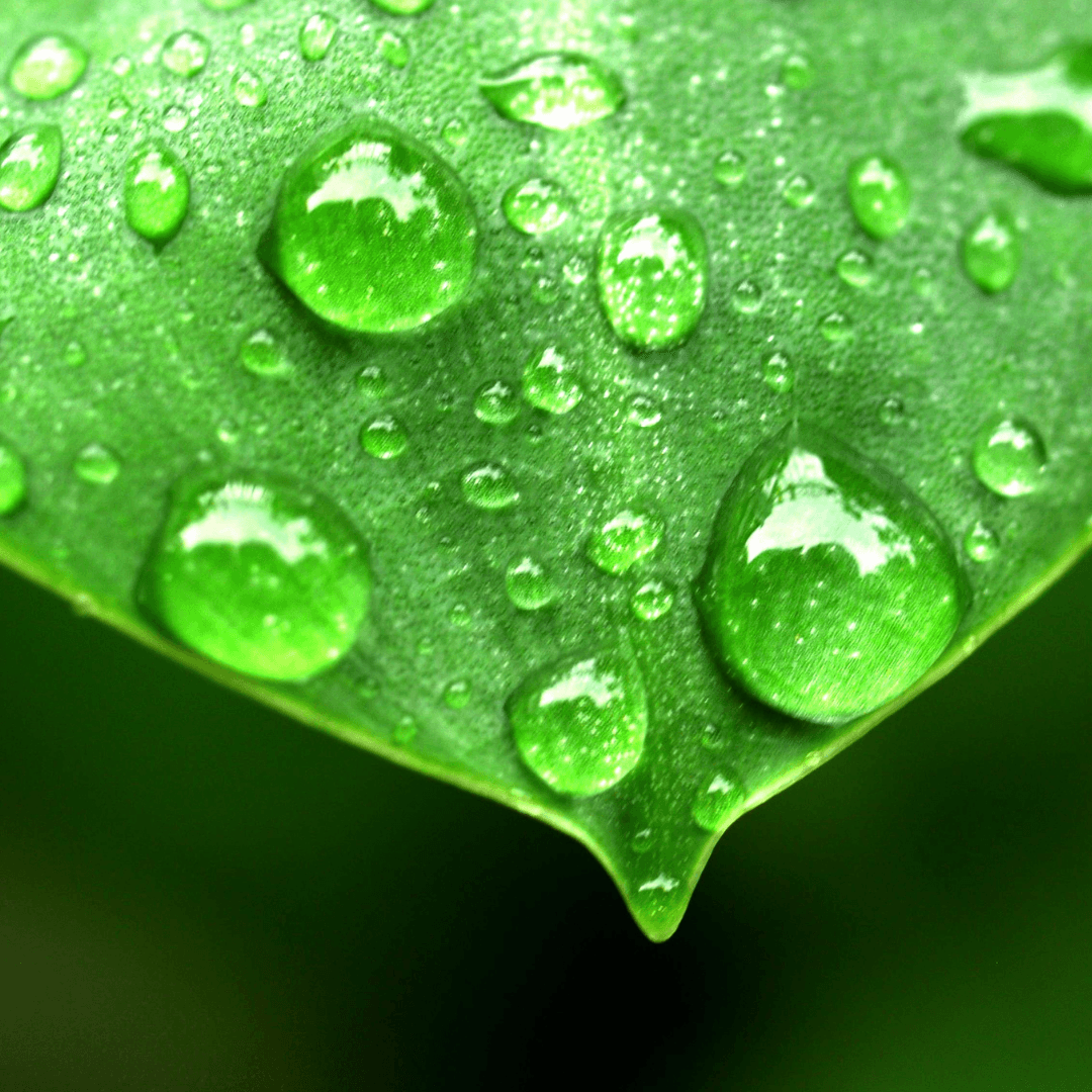 Nachhaltigkeit — Blatt mit Wassertropfen